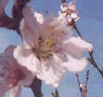 State Flowers: Peach Blossom